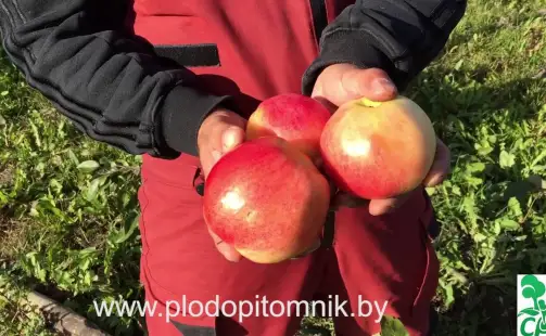 Превью видео