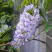 Глициния макростахия БЛЮ МУН в Кемерово
