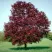 Клен РОЯЛ РЕД остролистный в Кемерово