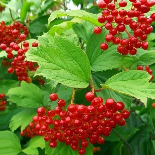 саженцы калины саженцы калины