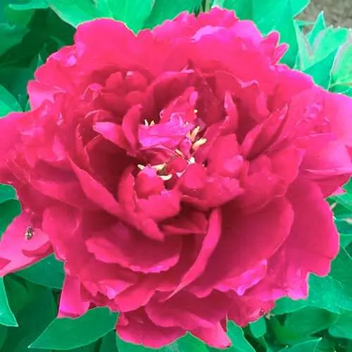 Пион ОСТРОВНОЙ МИНИСТР древовидный  Пион ОСТРОВНОЙ МИНИСТР древовидный в Кемерово