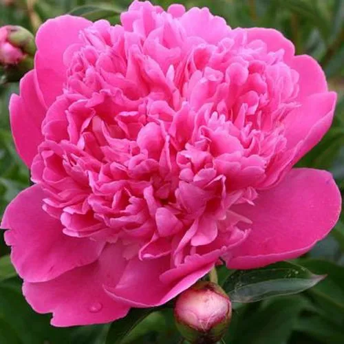 Пион ЭДУЛИС СУПЕРБА травянистый  Пион ЭДУЛИС СУПЕРБА травянистый в Кемерово