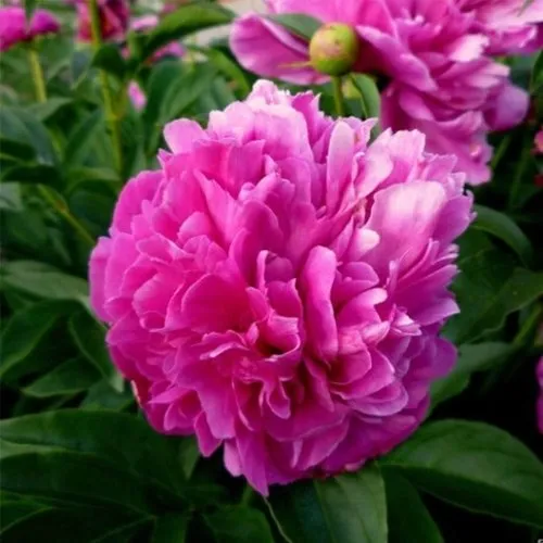 Пион ФЕЛИКС КРАУССЕ травянистый  Пион ФЕЛИКС КРАУССЕ травянистый в Кемерово