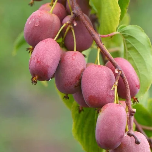 саженцы актинидии саженцы актинидии