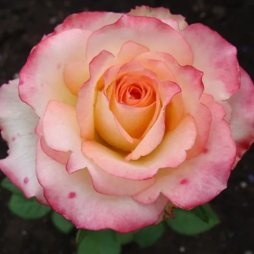 Саженцы роз ДУЭТ чайно-гибридная  Саженцы роз ДУЭТ чайно-гибридная в Кемерово