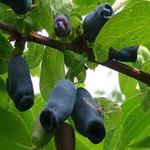 Жимолость съедобная НАРЫМСКАЯ  Жимолость съедобная НАРЫМСКАЯ в Кемерово