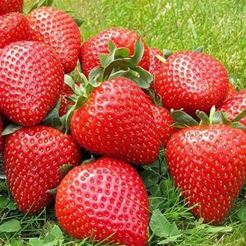 Клубника ЭЛИАНЕ в Кемерово