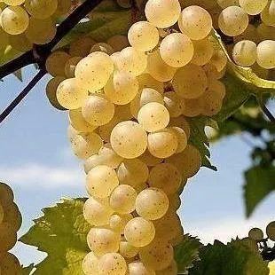 Неукрывные сорта   Неукрывные сорта  в Кемерово