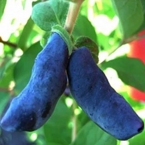 Жимолость съедобная БАКЧАРСКИЙ ВЕЛИКАН  Жимолость съедобная БАКЧАРСКИЙ ВЕЛИКАН в Кемерово