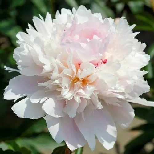 Пион АЛЕРТИ травянистый  Пион АЛЕРТИ травянистый в Кемерово