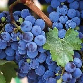 Винный   Винный  в Кемерово