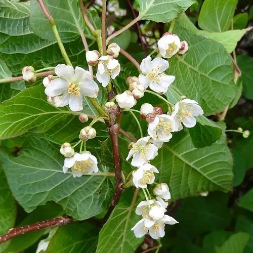 саженцы актинидии саженцы актинидии