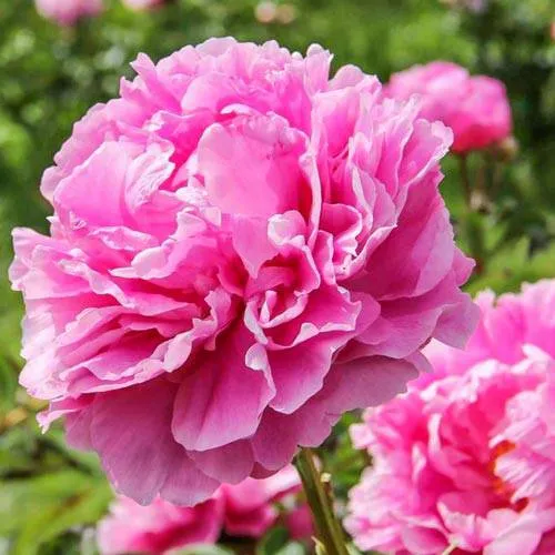 Пион АЛЕКСАНДР ФЛЕМИНГ травянистый  Пион АЛЕКСАНДР ФЛЕМИНГ травянистый в Кемерово