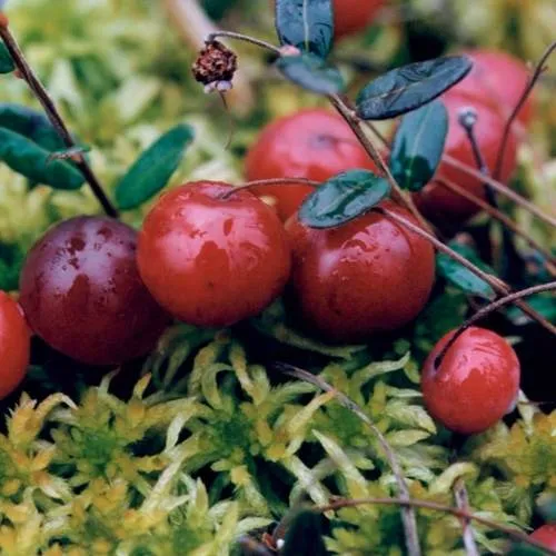 Клюква МАК ФАРЛИН  Клюква МАК ФАРЛИН в Кемерово