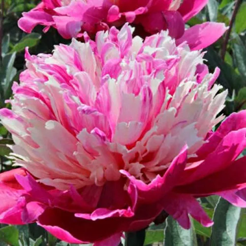 Пион ДЕЙДРИМ травянистый  Пион ДЕЙДРИМ травянистый в Кемерово