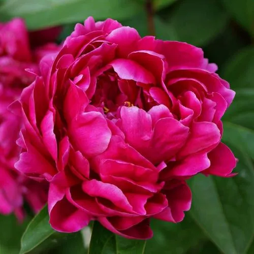 Пион ЛУИ ВАН-ГУТТ травянистый  Пион ЛУИ ВАН-ГУТТ травянистый в Кемерово