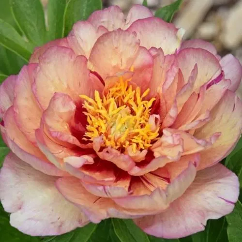 Пион КЭЛЛИС МЕМОРИ ито-гибрид  Пион КЭЛЛИС МЕМОРИ ито-гибрид в Кемерово