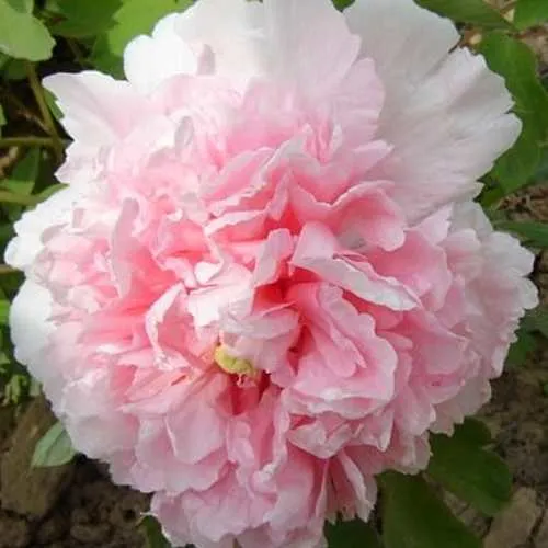 Пион БУКЕТ РОЗОВЫХ ГВОЗДИК древовидный  Пион БУКЕТ РОЗОВЫХ ГВОЗДИК древовидный в Кемерово