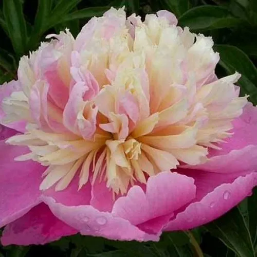 Пион ВЕСЕННЯЯ ПАЛИТРА травянистый  Пион ВЕСЕННЯЯ ПАЛИТРА травянистый в Кемерово