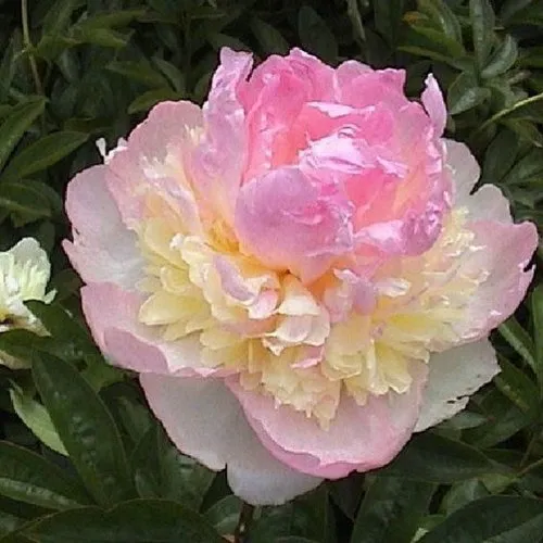 Пион РАСБЕРРИ САНДЕЙ травянистый  Пион РАСБЕРРИ САНДЕЙ травянистый в Кемерово