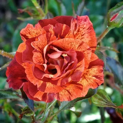 Саженцы роз САММЕР ЛОДЖ шраб  Саженцы роз САММЕР ЛОДЖ шраб в Кемерово