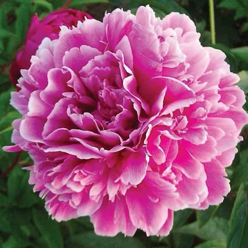 Пион ПУРПУРНАЯ ФЕЕРИЯ травянистый  Пион ПУРПУРНАЯ ФЕЕРИЯ травянистый в Кемерово