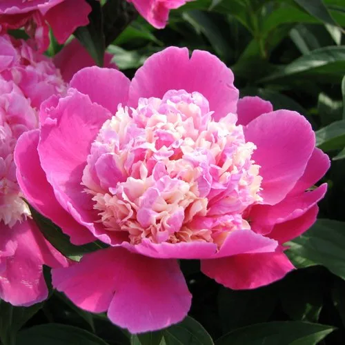 Пион КОРА СТАББС травянистый  Пион КОРА СТАББС травянистый в Кемерово