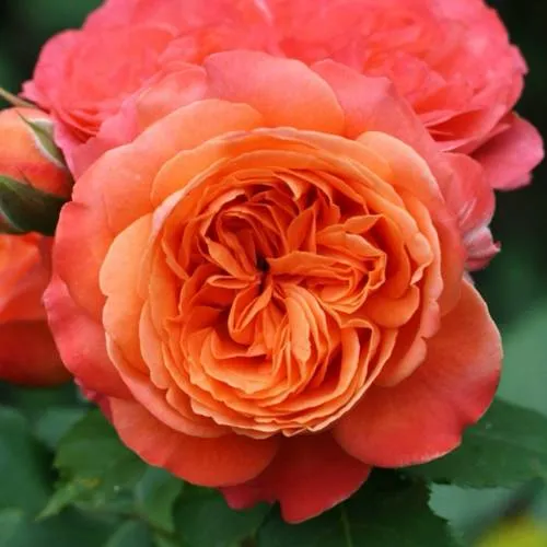 ЭМИЛЬЕН ГИЙО1.jpg