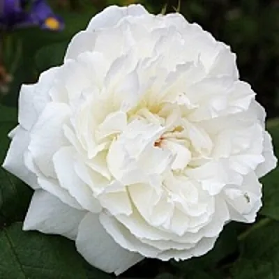 Саженцы роз ВИНЧЕСТЕР КАФЕДРАЛ английская  Саженцы роз ВИНЧЕСТЕР КАФЕДРАЛ английская в Кемерово