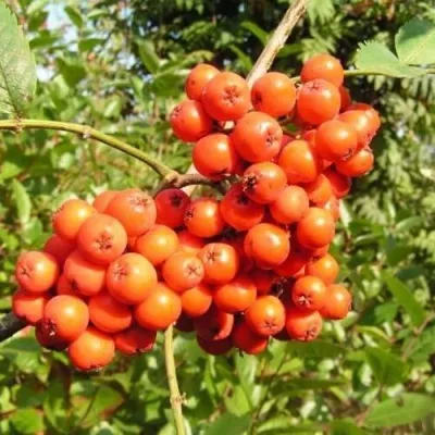 Рябина КОНЦЕНТРА сладкоплодная — описание сорта Рябина КОНЦЕНТРА сладкоплодная в Кемерово