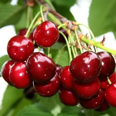 Черешня МИНЧАНКА в Кемерово