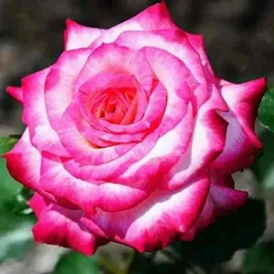 Саженцы роз АРИФА флорибунда в Кемерово