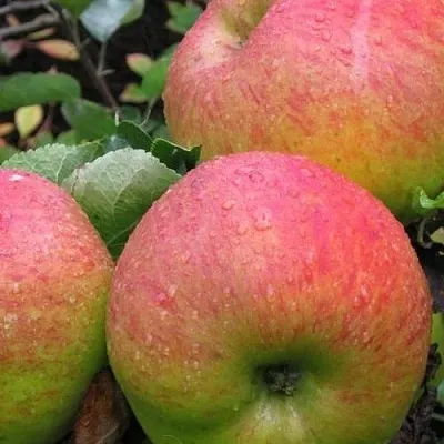 Яблоня ЯБЛОЧНЫЙ СПАС  Яблоня ЯБЛОЧНЫЙ СПАС в Кемерово