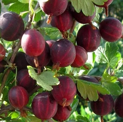 Крыжовник ХИННОМАКИ РОТ  Крыжовник ХИННОМАКИ РОТ в Кемерово