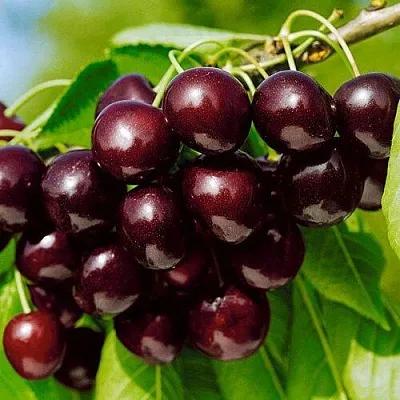 Черешня ВИТЯЗЬ в Кемерово