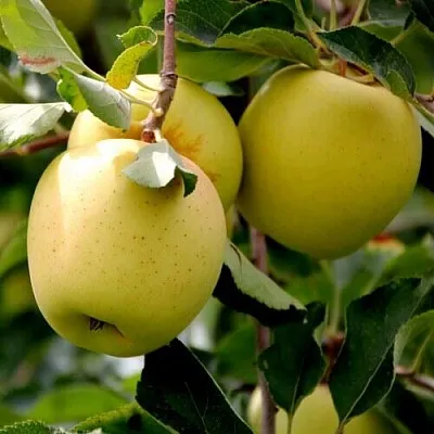 Яблоня ГОЛДЕН ВЛАДИМИРСКИЙ  Яблоня ГОЛДЕН ВЛАДИМИРСКИЙ в Кемерово