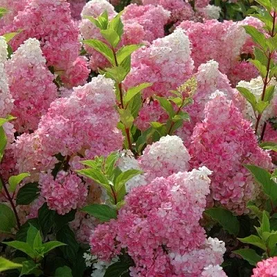 Гортензия МЕЛЬБА ФРАЙЗ метельчатая  Гортензия МЕЛЬБА ФРАЙЗ метельчатая в Кемерово