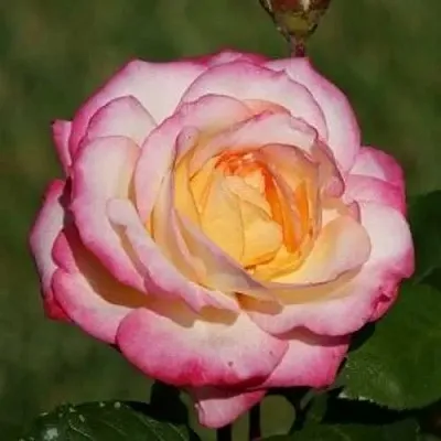 Саженцы роз ЛАМИНУЭТ флорибунда в Кемерово