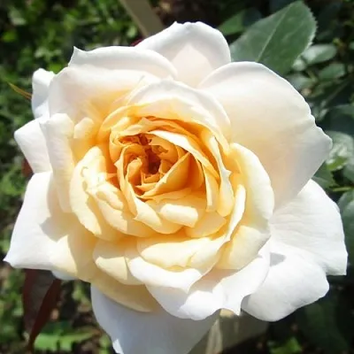 Саженцы роз ЛИОНС РОУЗ флорибунда в Кемерово