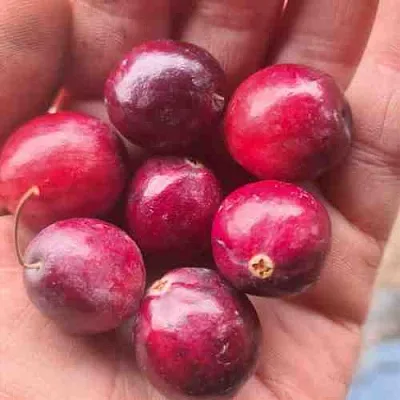 Клюква БАИН 6  Клюква БАИН 6 в Кемерово