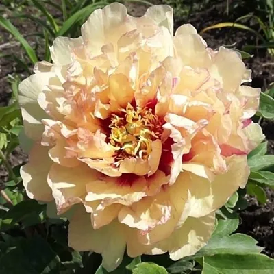 Пион КЕНАРИ БРИЛЛИАНТС ито-гибрид  Пион КЕНАРИ БРИЛЛИАНТС ито-гибрид в Кемерово