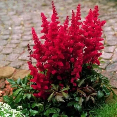 Астильба ГЛАТ Арендса — описание сорта Астильба ГЛАТ Арендса в Кемерово