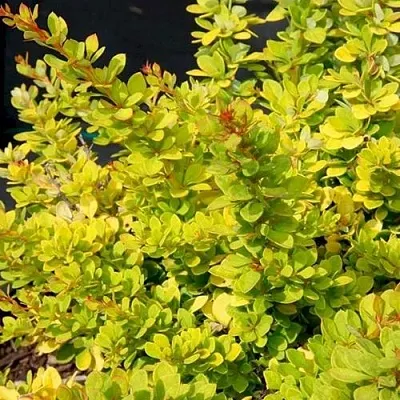 Барбарис СЕНСЕЙШЕН тунберга  Барбарис СЕНСЕЙШЕН тунберга в Кемерово