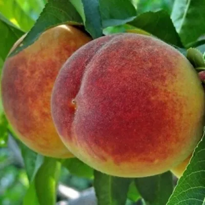 Персик НОВОСЕЛКОВСКИЙ — описание сорта Персик НОВОСЕЛКОВСКИЙ в Кемерово