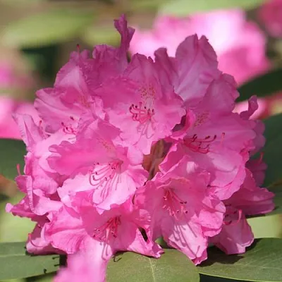 Рододендрон ЛУМИНА  Рододендрон ЛУМИНА в Кемерово