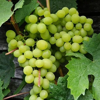 Виноград АЛЕШЕНЬКИН  Виноград АЛЕШЕНЬКИН в Кемерово