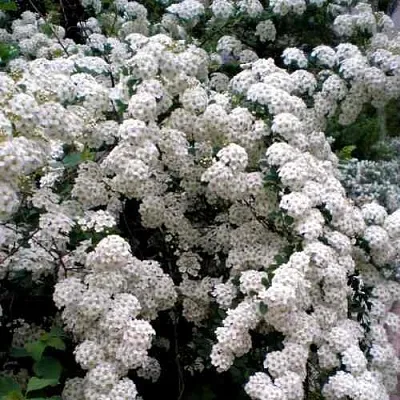 Спирея ВАНГУТТА  Спирея ВАНГУТТА в Кемерово