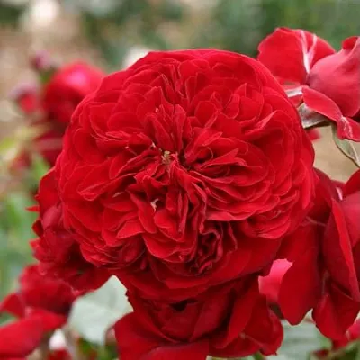 Саженцы роз КРАСНАЯ ШАПОЧКА флорибунда в Кемерово