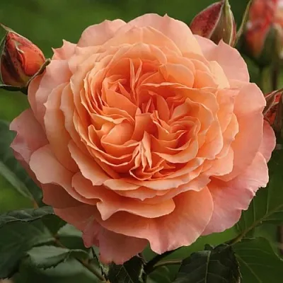 Саженцы роз БЕЛЬВЕДЕР шраб  Саженцы роз БЕЛЬВЕДЕР шраб в Кемерово