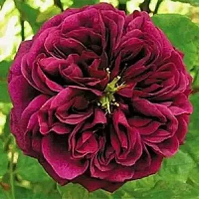 Саженцы роз ЗЕ ПРИНЦ английская  Саженцы роз ЗЕ ПРИНЦ английская в Кемерово